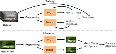 Wild salmon enumeration and monitoring using deep learning empowered detection and tracking